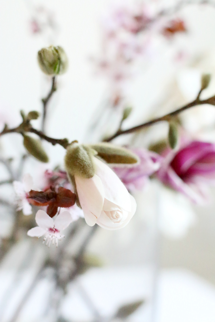 Spring florals magnolia flowers