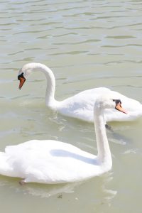 Versailles Garden Swans
