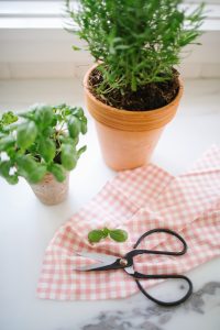 potted plants with garden scissors