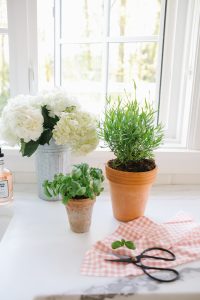 potted plants with garden scissors