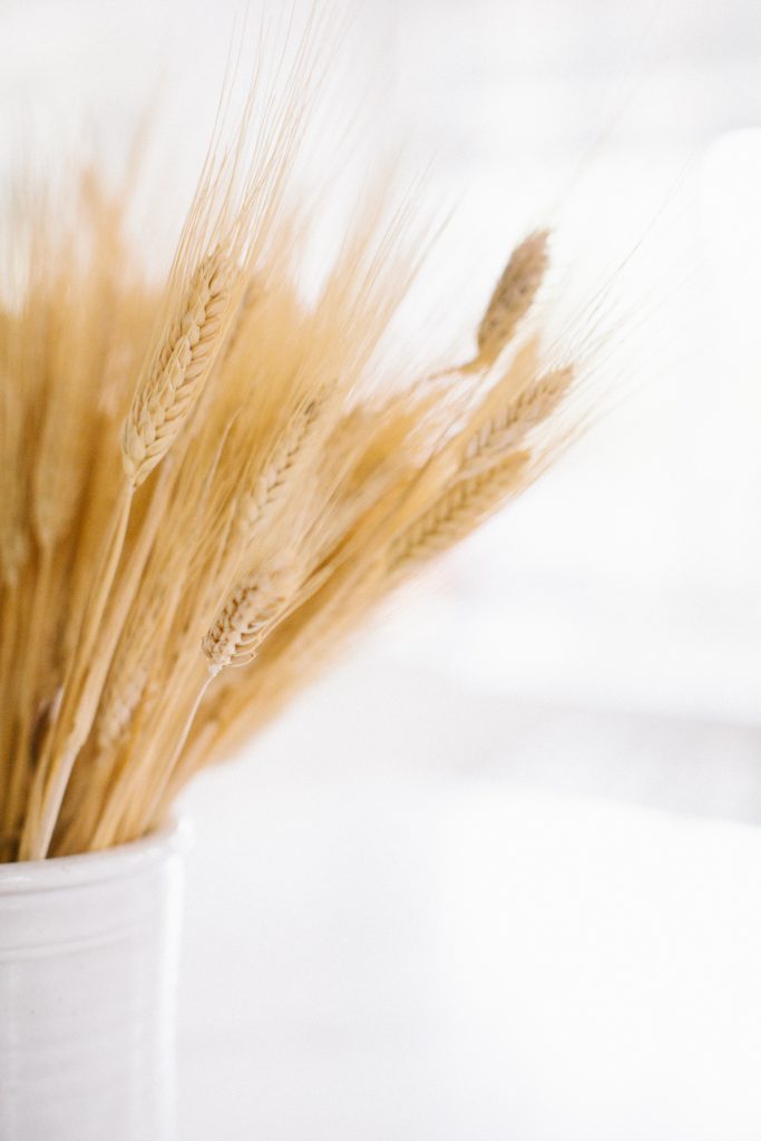 Wheat grass in pot