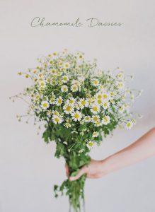 chamomile daisies bouquet