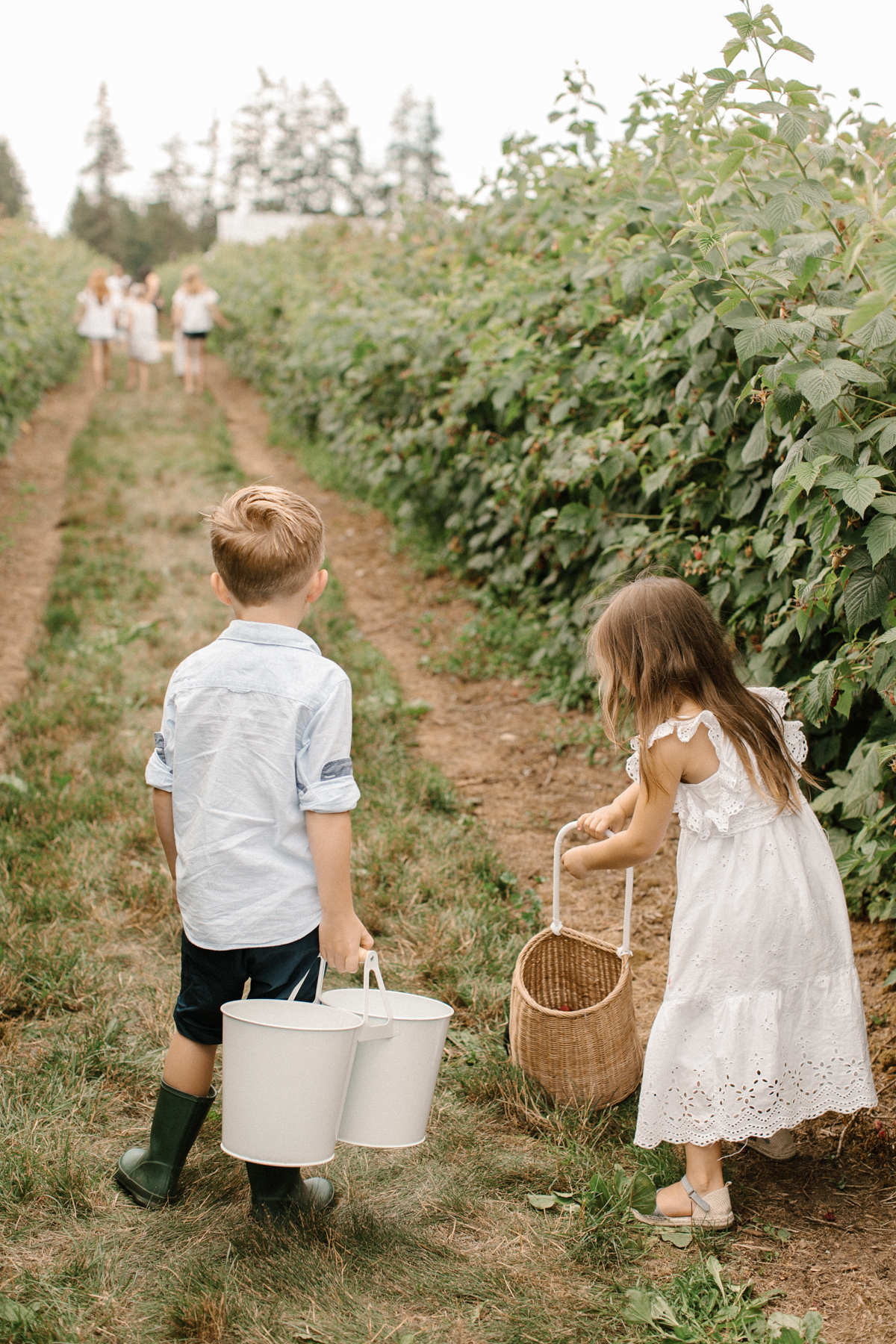 kids out picking raspberries