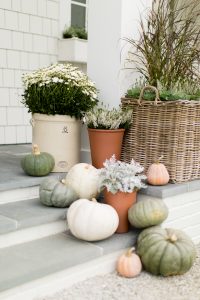 Potted plants and pumpkins on exterior steps