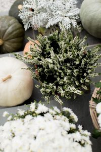 Fall pumpkins and potted plants